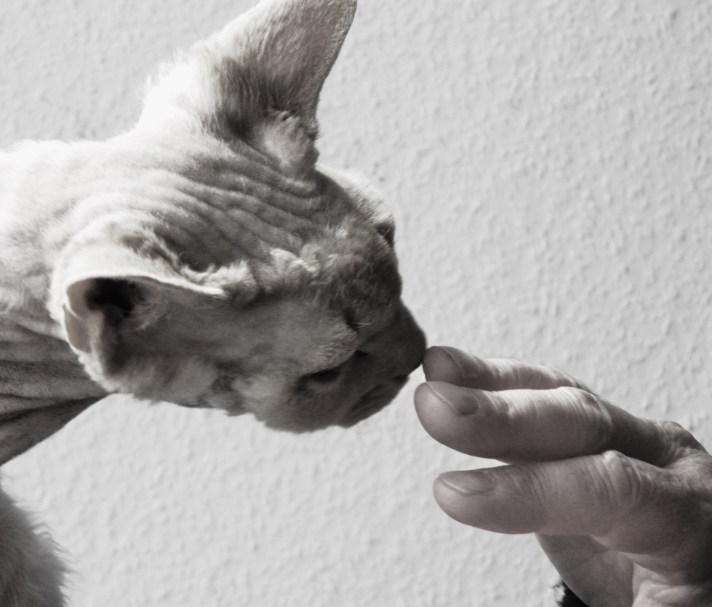 Cat sniffing a hand