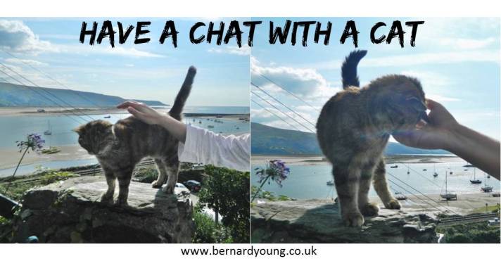 Chatwithcat