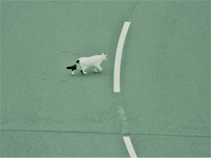 White cat crossing the road